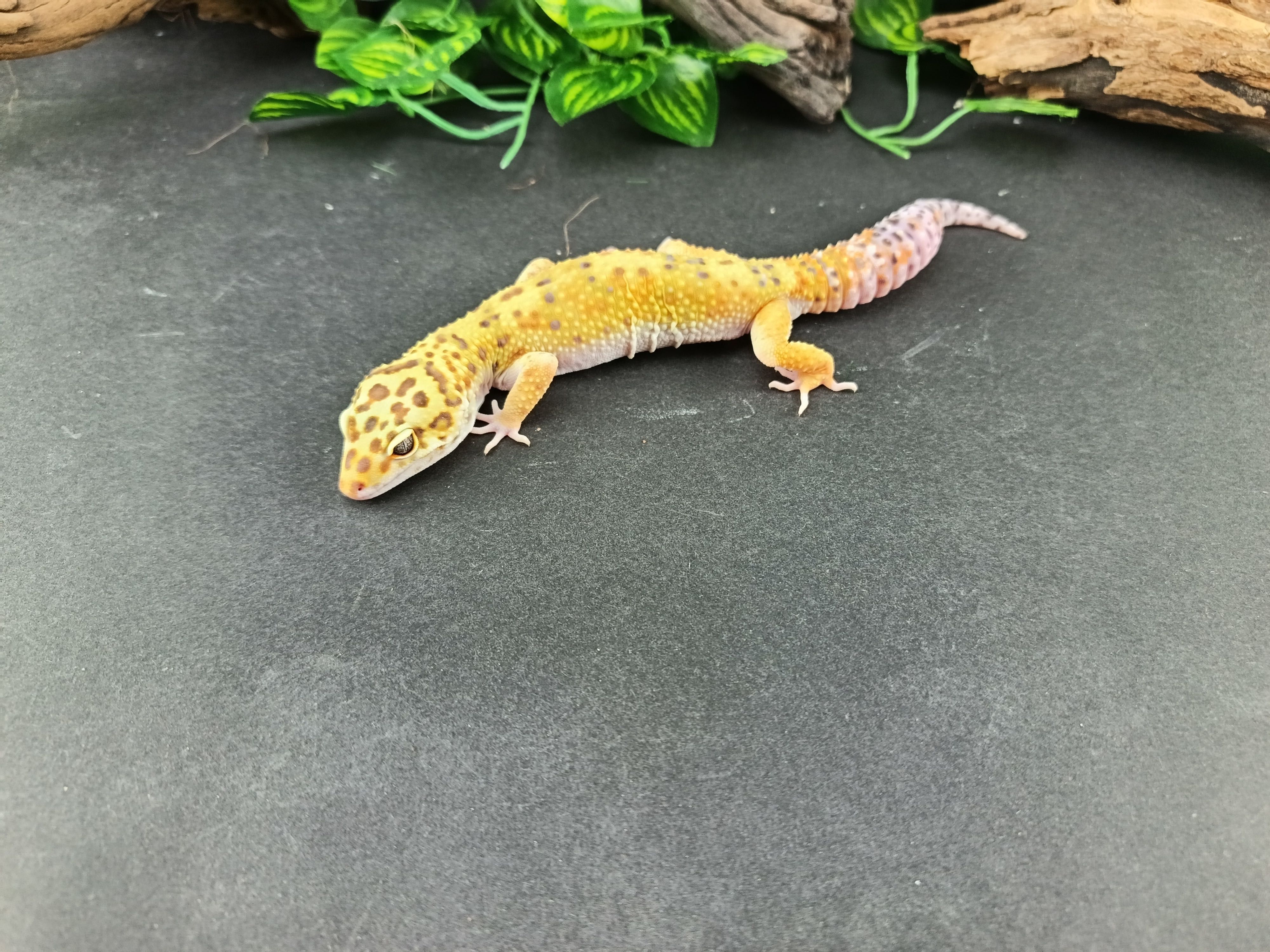 Gekon Lamparci Tangerine nr ref. EM482