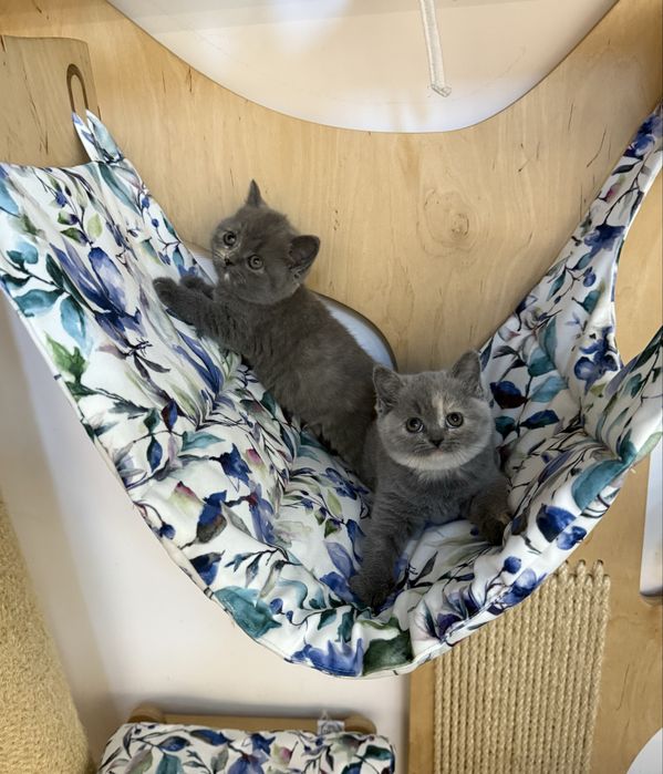 Kotki brytyjskie krótkowłose – szylkret (niebiesko-kremowe)