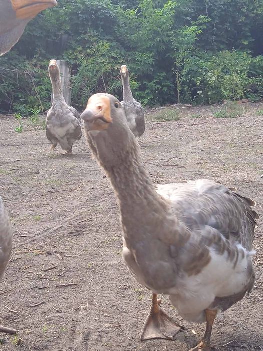 Гуси породы серая украинская четыре штуки