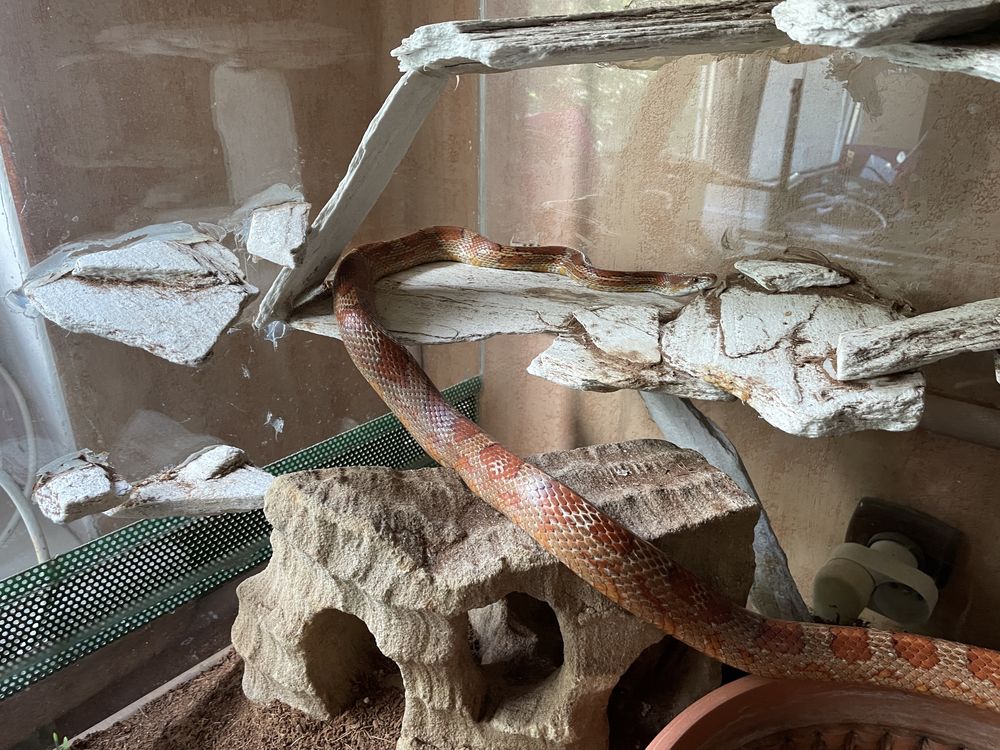 Wąż zbożowy z terrarium 120x70x60
