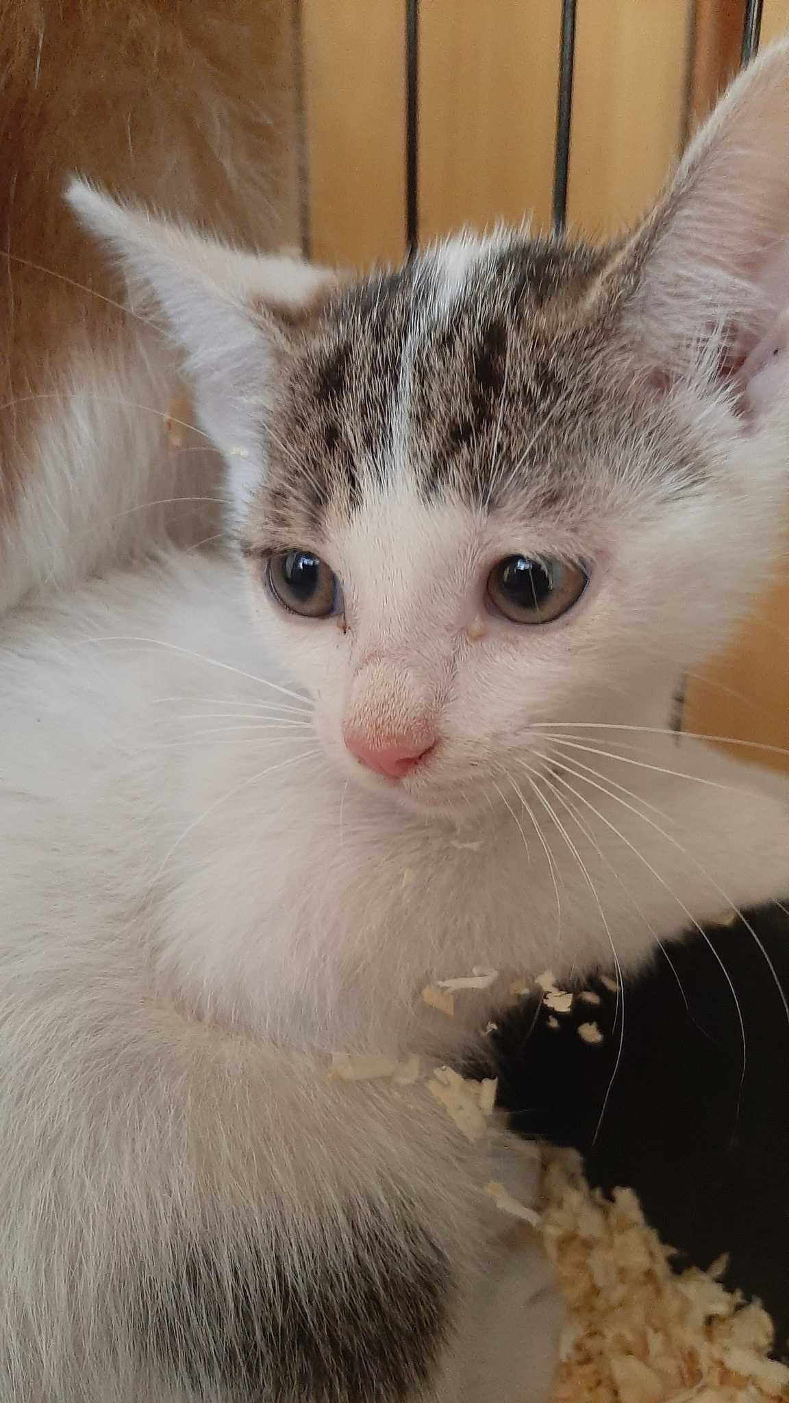 Pilne!!9 tyg kocięta (2 rude kocurki i biało szara)do adopcji Wołczyn