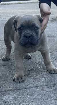 Cane corso suczka