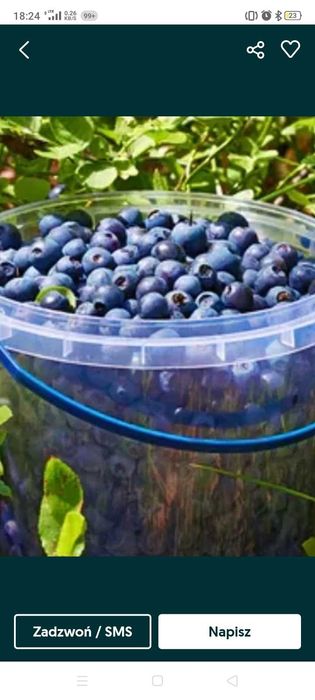 Jagoda leśna świeżo zbierana czerwiec 2024 rok świeżo