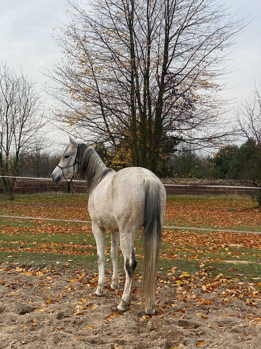 Galel Al Khalediah 8 letni wałach arabski