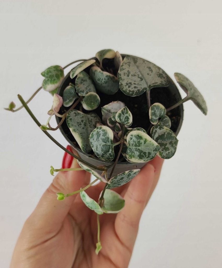 Ceropegia Woodii Variegata MALUSZEK