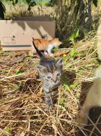 Gatinhos amarelos e gata mais escura