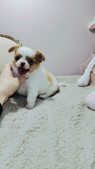 Piękny długowłosy Kazik szuka kochającego domku