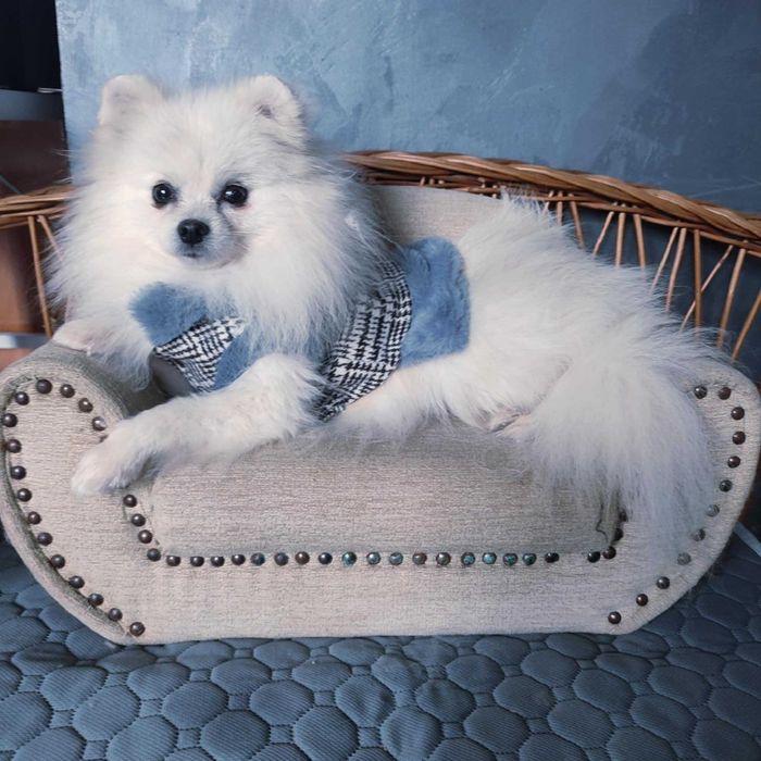 Szpic miniaturowy > młody samiec .