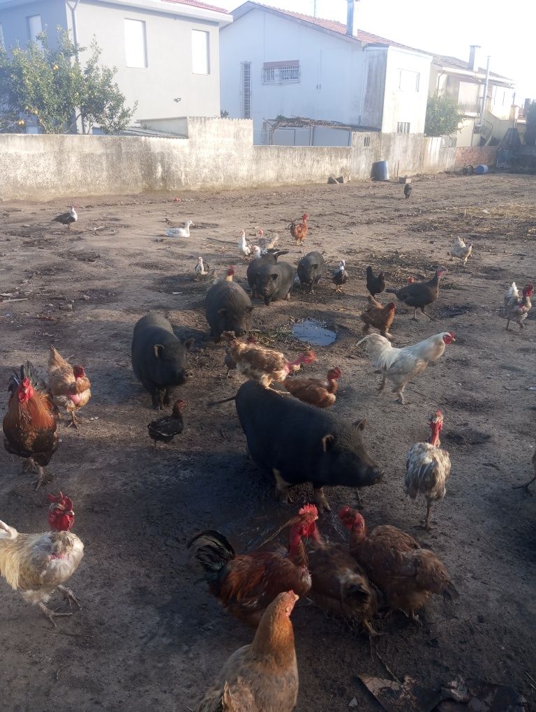 Vende se porcos viatenan 3 porcas cheias 2 já pariu tudo incluído