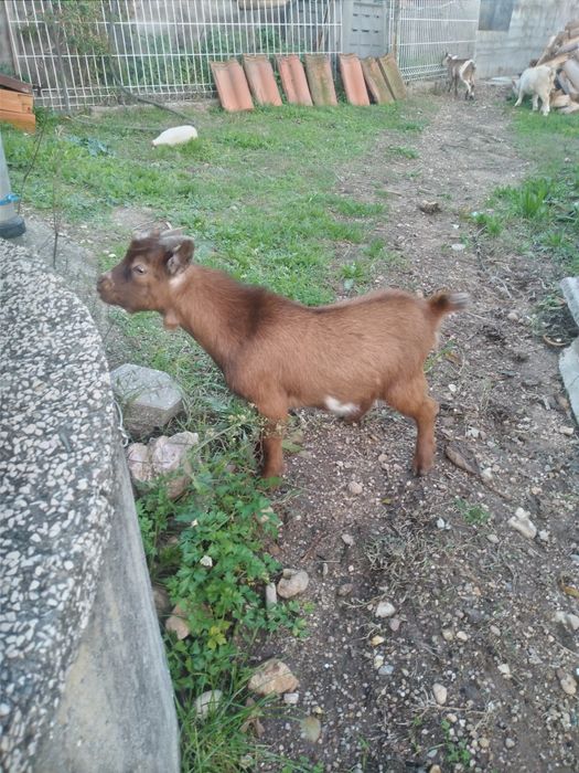 Cabras Anãs - Macho 6 meses