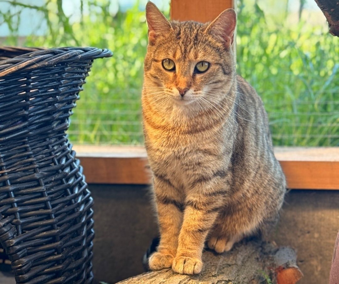 Helen do adopcji!