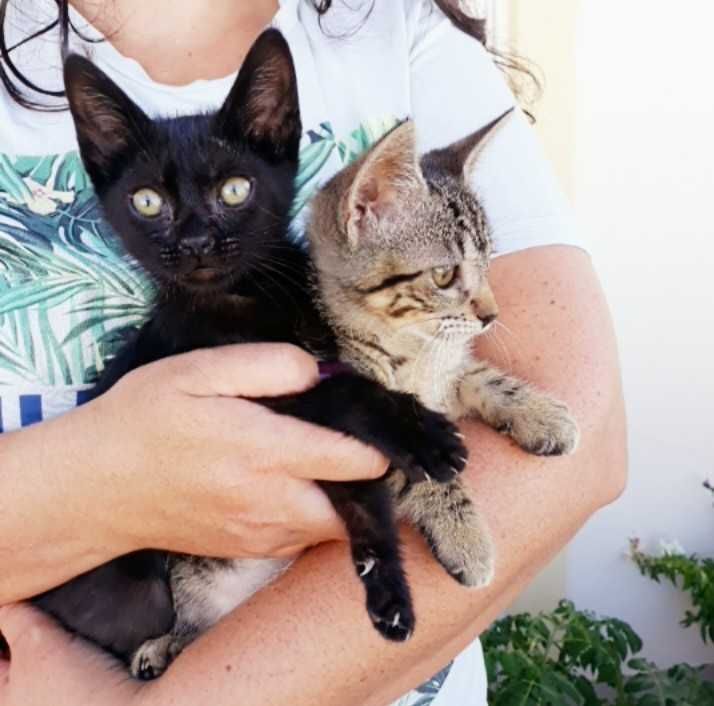 Gatinhas para ADOÇÃO