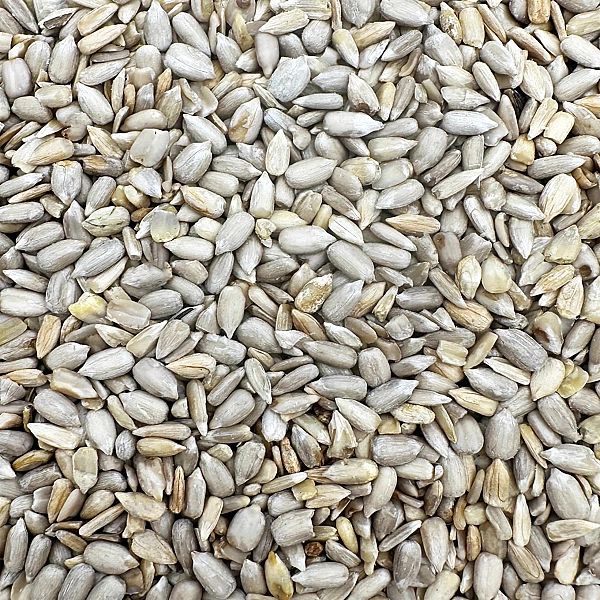 14kg SŁONECZNIK ŁUSKANY 99% ziarno na zimę karma zimowa Champi