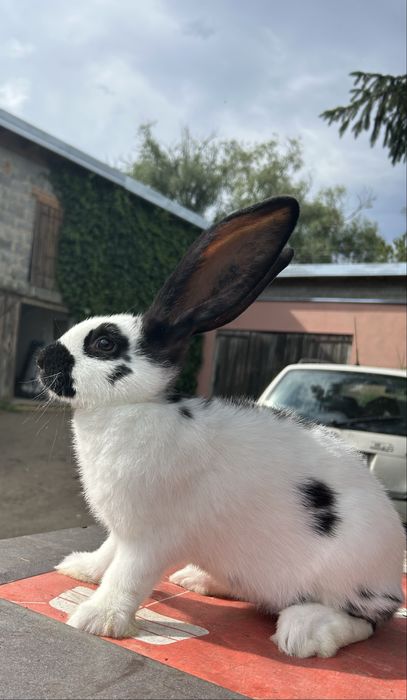 Olbrzym srokacz czarny, niebieski młode  samce i samice