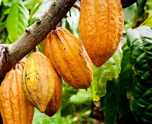 Какао або шоколадне дерево (Theobroma cacao) саджанці