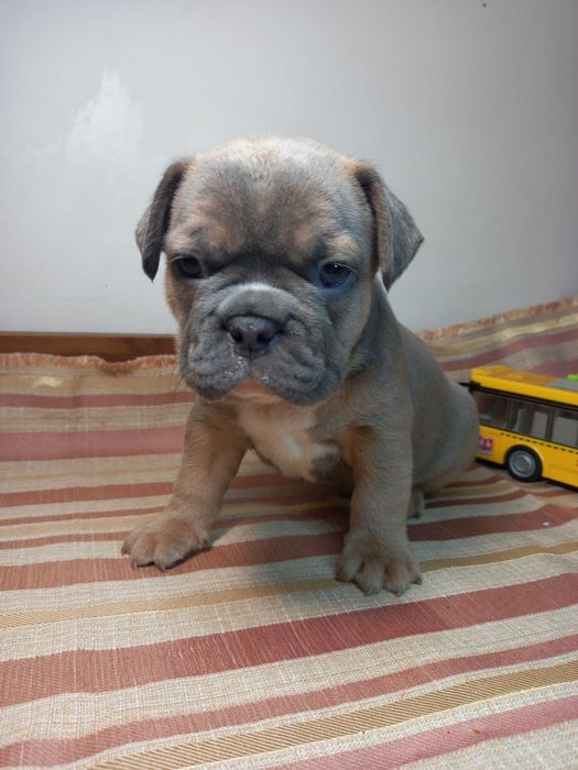 Суперові французики