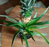 Egzotyczna roślina: ananas w doniczce