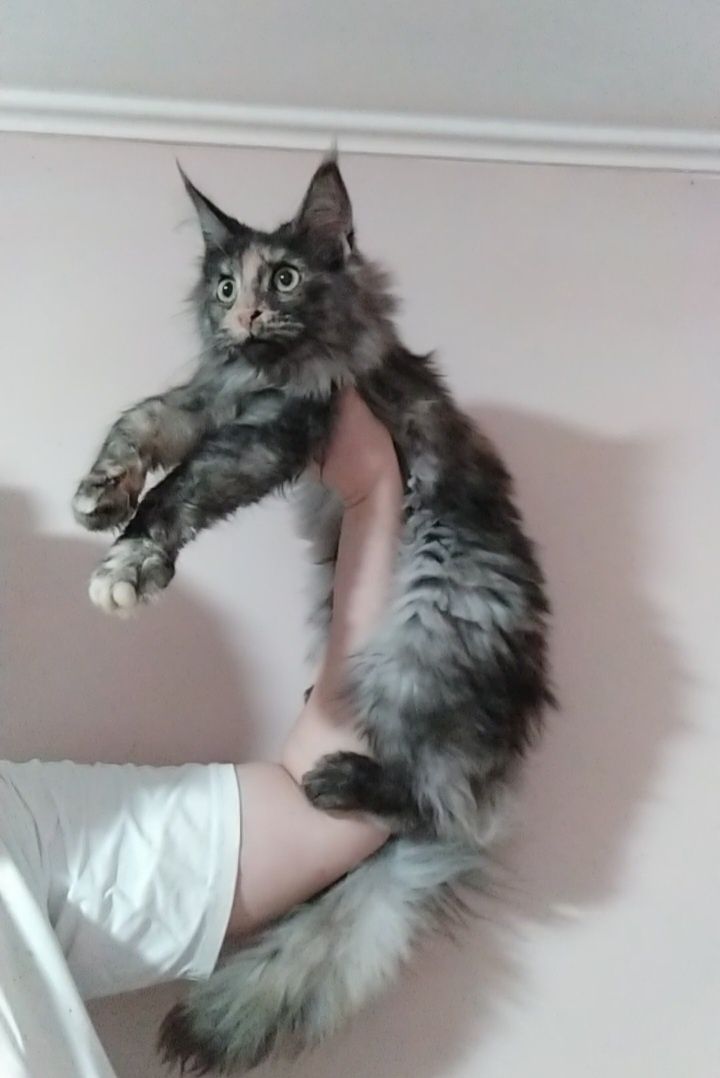 Красивейший котенок