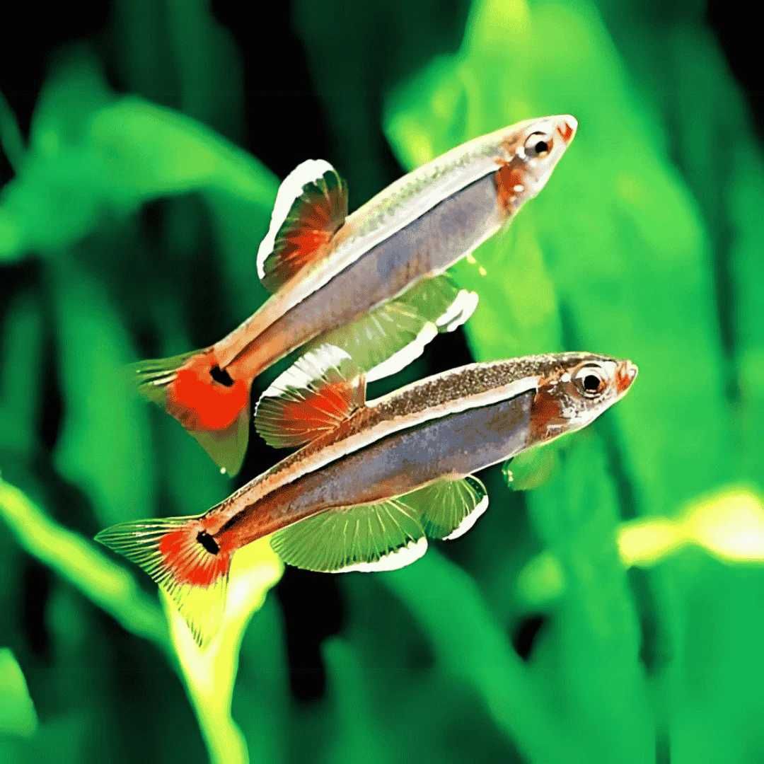 Kardynałek chiński - Tanichthys albonubes