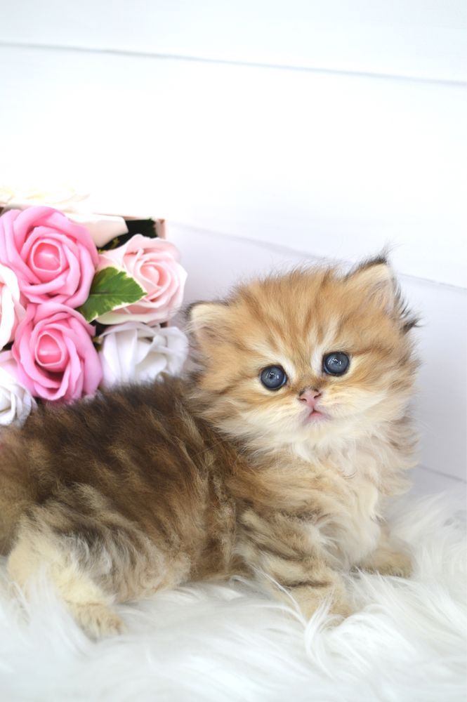 Британские котята золотая шиншилла