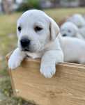 Szczeniak Labrador Retriever