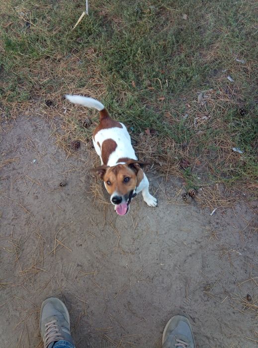 Вязка.Джек Рассел терьер.Бас.Кобель ,7 повних років