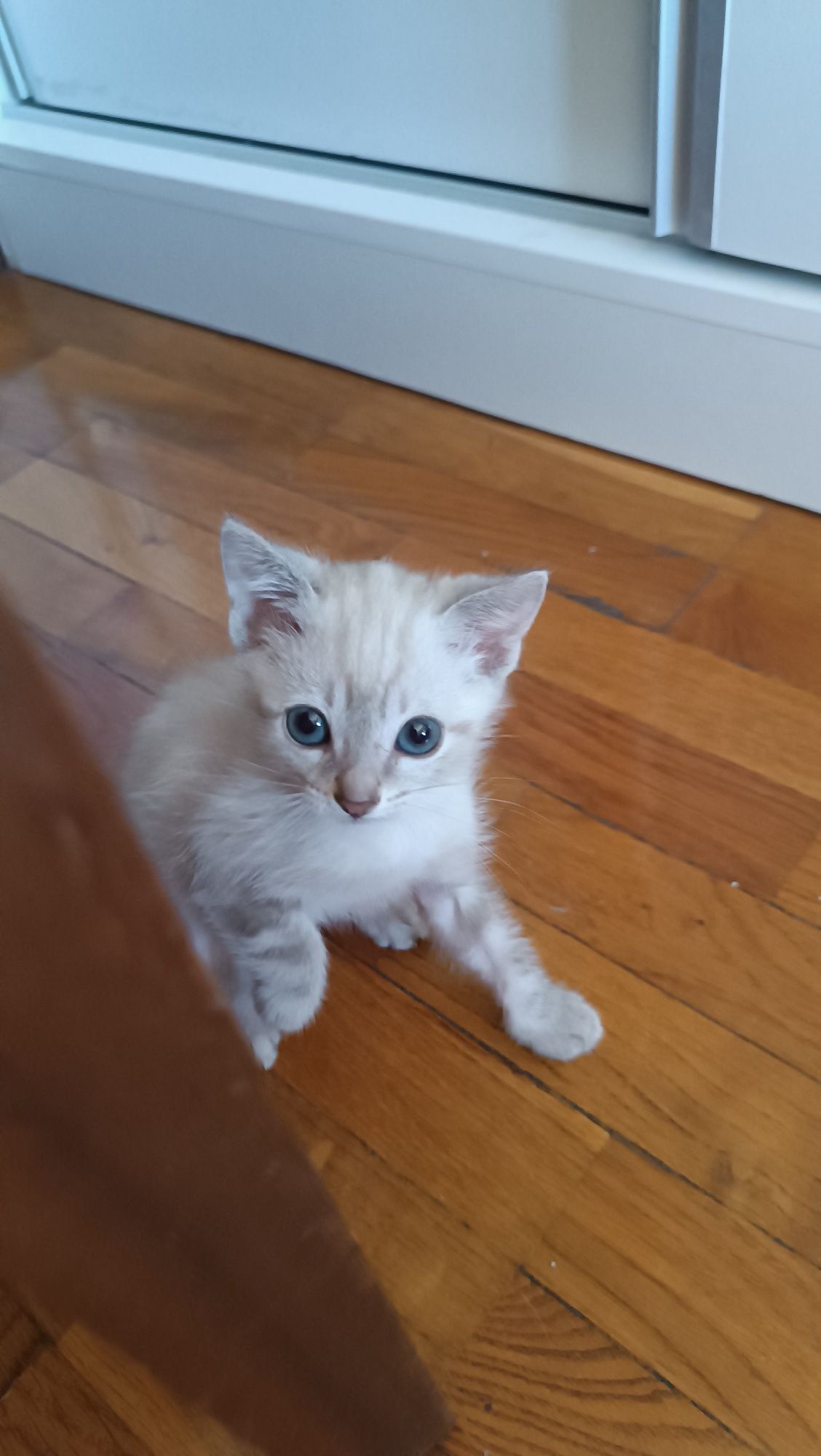 Dou gatinhos com 2 meses