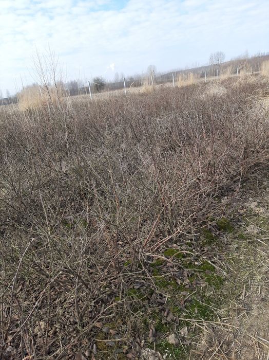 Jagoda Kamczacka Okazja!!! Likwidacja plantacji!!!