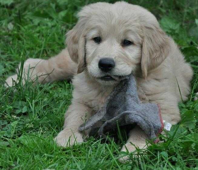golden retriever
