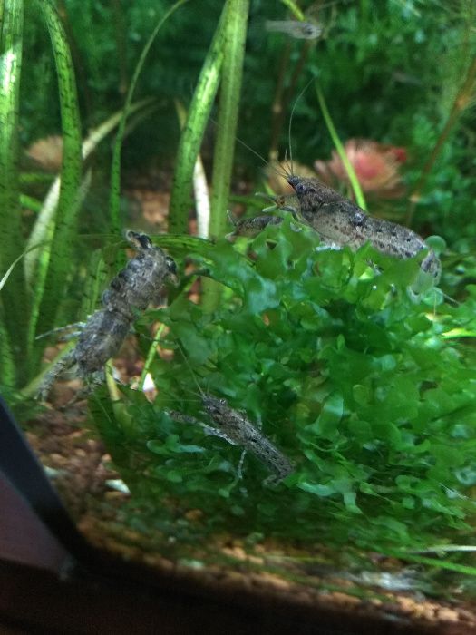 Raczek cambarellus diminutus