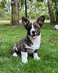 Welsh Corgi Cardigan szczenie FCI