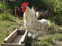 Koguty marans splash, niebieskie i czarne