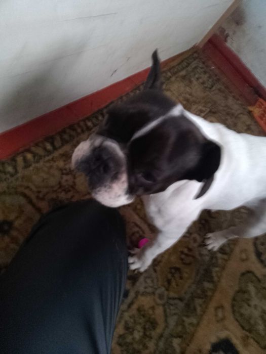 Продам Бульдог чисто кровний дівчинка