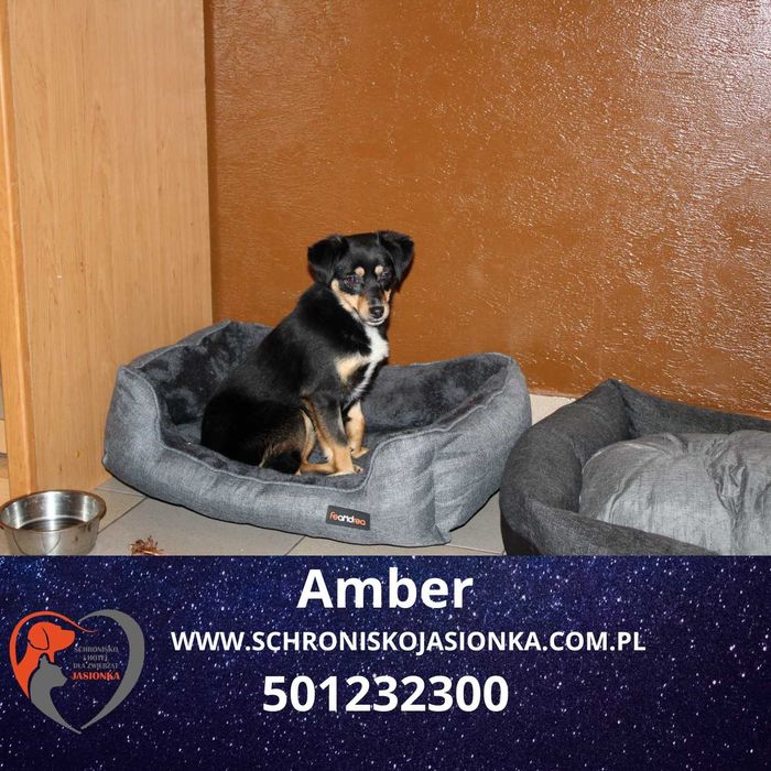 Amber w schronisku jasionka aktualne