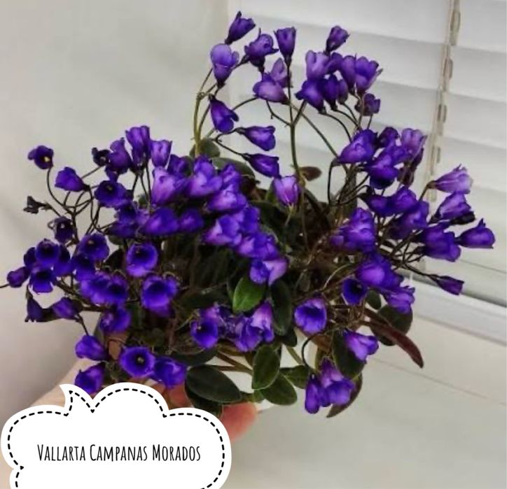 Фіалки, міні фіалки, дітки фіалок, мини фиалки, сенполия