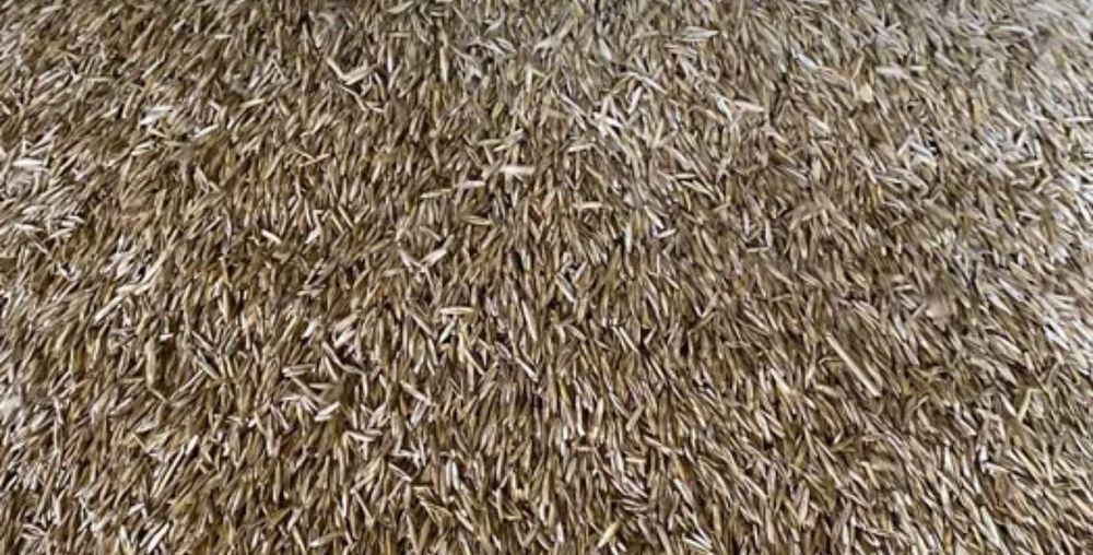 Trawa nasienna Bokser od producenta życica trwała trawa na trawniki