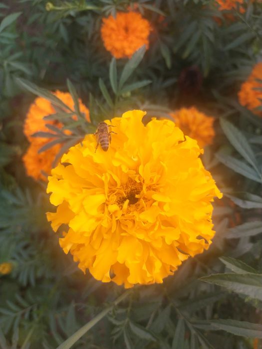 Aksamitka wysoka, nasiona