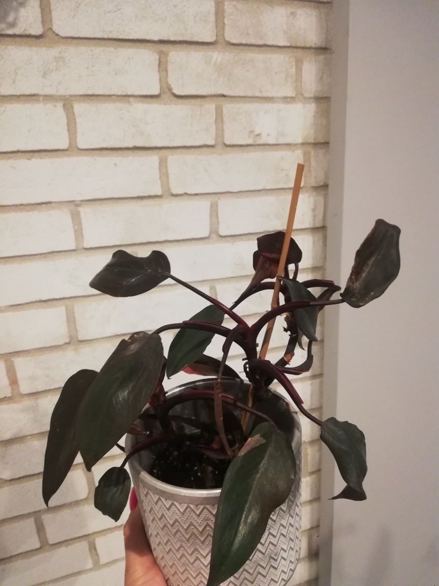 Philodendron Ruby Red