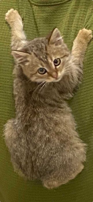 Котик в добрі руки