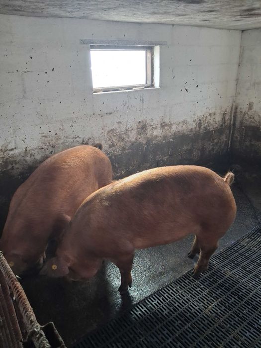 Свинки на племя Дюрок