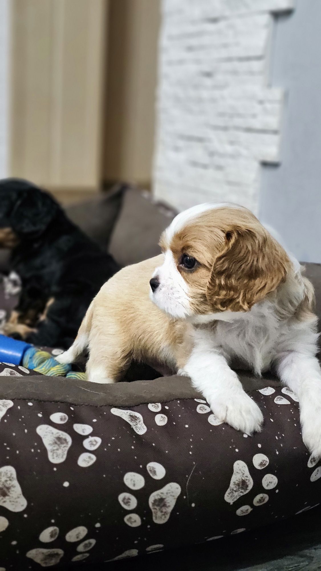 Cavalier King Charles Spaniel