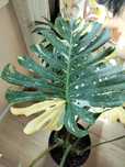 monstera thai constellation big form XXL Duża roslina