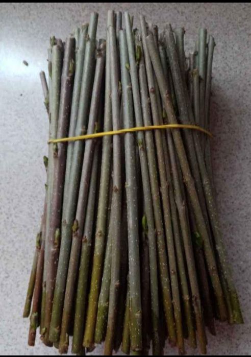 Żywopłot ligustr sztobry