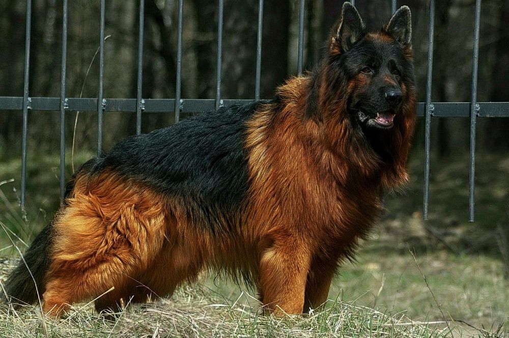 Собаки. Вязка. Длинношерстая немецкая овчарка.