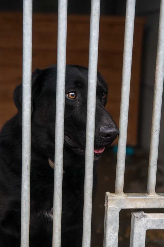 OSKAR – energiczny labrador wciąż czeka na swój dom