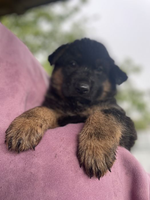 Щенки немецкой овчарки