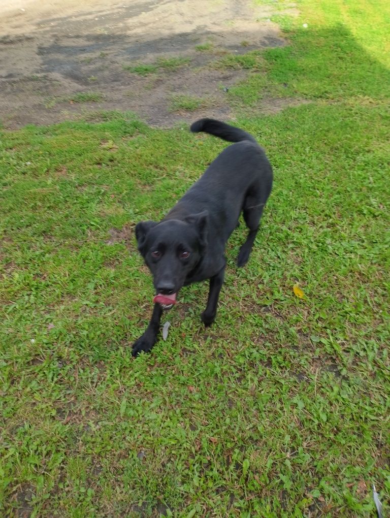Za darmo Wilk labrador