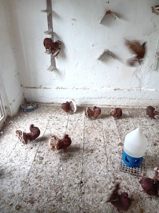 Pawiki na lęcie  likwidacja  tej rasy