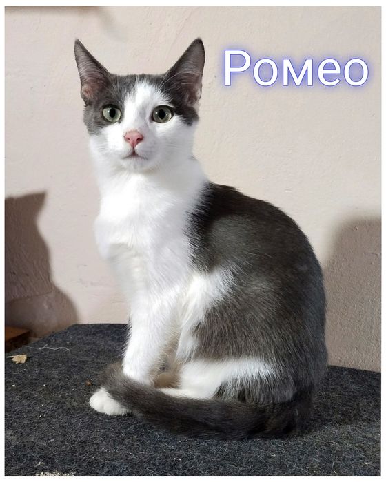 Кошенята,котики,маленькі,шукають родину,в добрі руки,щеплені,оброблені