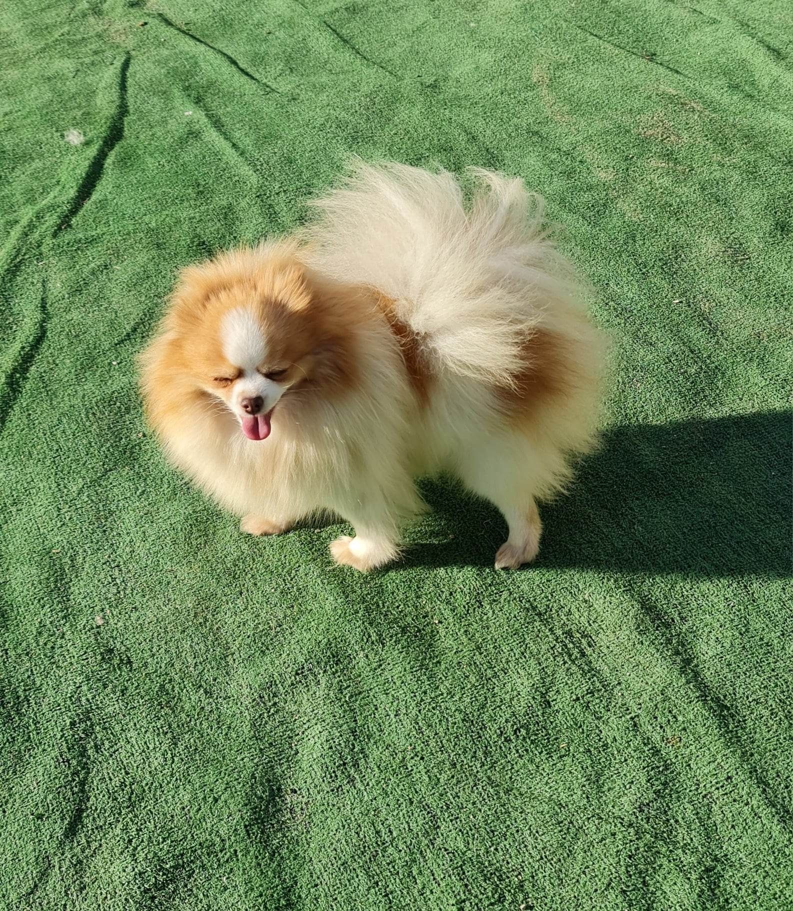 Spitz Alemão Anão - Lulu da Pomerânia